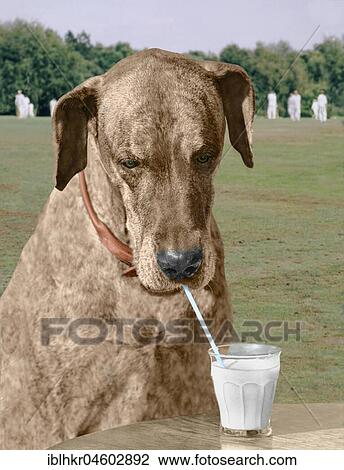 Great Dane drinks with straw, England, Great Britain View Large Photo Image Stock Image - Great Dane drinks with straw, England, Great Britain. Fotosearch