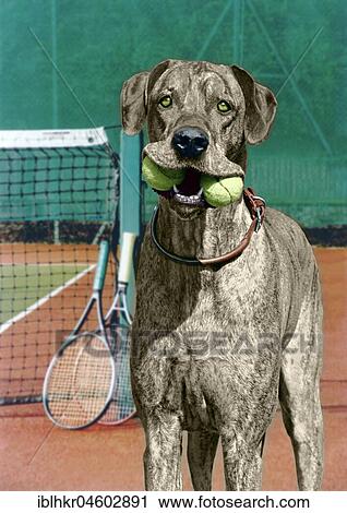Great Dane with tennis balls, England, Great Britain View Large Photo Image Stock Image - Great Dane with tennis balls, England, Great Britain. Fotosearch