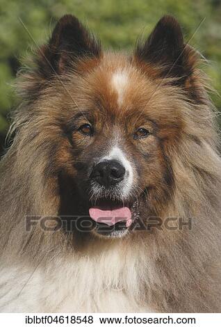 Great Elo male 5 years, portrait, North Rhine-Westphalia, Germany, Europe View Large Photo Image Stock Photo - Great Elo male 5 years, portrait, North Rhine-Westphalia, Germany, Europe. Fotosearch