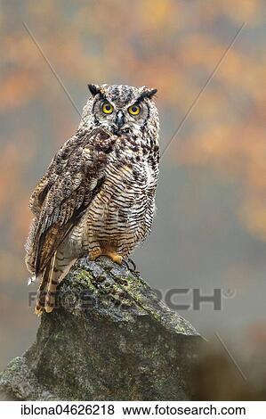 Great horned owl (Bubo virginianus), sitting on rock in autumn, Bavaria, Germany, Europe View Large Photo Image Stock Photo - Great horned owl (Bubo virginianus), sitting on rock in autumn, Bavaria, Germany, Europe. Fotosearch