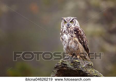Stock Photo - Great horned owl (Bubo virginianus), sitting on rock in autumn, Bavaria, Germany, Europe. Fotosearch