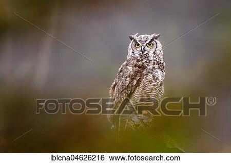 Stock Photograph - Great horned owl (Bubo virginianus), Bavaria, Germany, Europe. Fotosearch