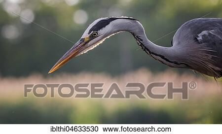 Grey heron (Ardea cinerea), Kiskunság National Park, Hungary, Europe View Large Photo Image Stock Image - Grey heron (Ardea cinerea), Kiskunság National Park, Hungary, Europe. Fotosearch