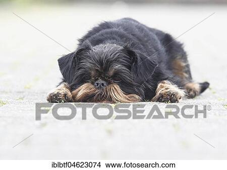 Griffon Bruxellois, bitch, 6 years old, lies on one way, North Rhine-Westphalia, Germany, Europe View Large Photo Image Picture - Griffon Bruxellois, bitch, 6 years old, lies on one way, North Rhine-Westphalia, Germany, Europe. Fotosearch