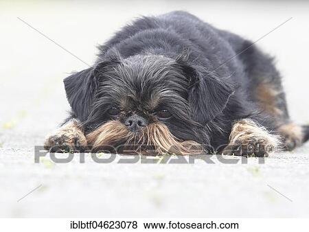 Stock Photo - Griffon Bruxellois, bitch, 6 years old, lies on one way, North Rhine-Westphalia, Germany, Europe. Fotosearch