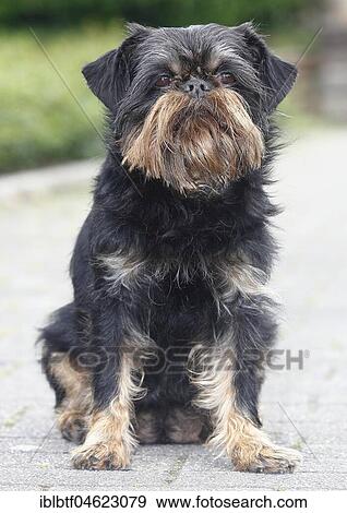 Griffon Bruxellois, bitch, 6 years old, sitting on a path, North Rhine-Westphalia, Germany, Europe View Large Photo Image Stock Photo - Griffon Bruxellois, bitch, 6 years old, sitting on a path, North Rhine-Westphalia, Germany, Europe. Fotosearch