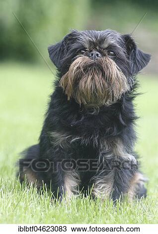 Stock Image - Griffon Bruxellois, bitch, 6 years, sitting on the meadow, North Rhine-Westphalia, Germany, Europe. Fotosearch