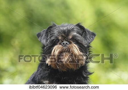 Griffon Bruxellois, bitch, 6 years, Portrait, North Rhine-Westphalia, Germany, Europe View Large Photo Image Stock Photograph - Griffon Bruxellois, bitch, 6 years, Portrait, North Rhine-Westphalia, Germany, Europe. Fotosearch