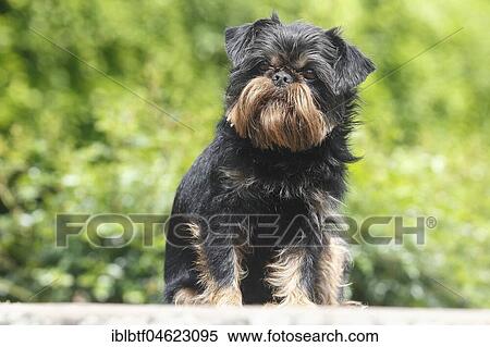 Griffon Bruxellois, bitch, 6 years, sitting on a wall in the garden, North Rhine-Westphalia, Germany, Europe View Large Photo Image Stock Photography - Griffon Bruxellois, bitch, 6 years, sitting on a wall in the garden, North Rhine-Westphalia, Germany, Europe. Fotosearch
