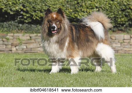 Groß Elo, male dog, tricolor, 5 years, standing in the grass, North Rhine-Westphalia, Germany, Europe View Large Photo Image Stock Image - Groß Elo, male dog, tricolor, 5 years, standing in the grass, North Rhine-Westphalia, Germany, Europe. Fotosearch