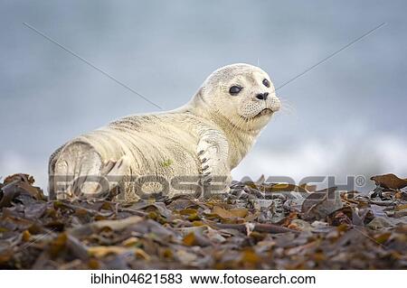 Harbor seal (Phoca vitulina) Young animal, Schleswig-Holstein, Helgoland, Germany, Europe View Large Photo Image Stock Image - Harbor seal (Phoca vitulina) Young animal, Schleswig-Holstein, Helgoland, Germany, Europe. Fotosearch