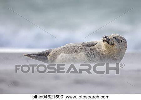 Harbor seal (Phoca vitulina) Young animal in sandstorm, Schleswig-Holstein, Helgoland, Germany, Europe View Large Photo Image Stock Image - Harbor seal (Phoca vitulina) Young animal in sandstorm, Schleswig-Holstein, Helgoland, Germany, Europe. Fotosearch