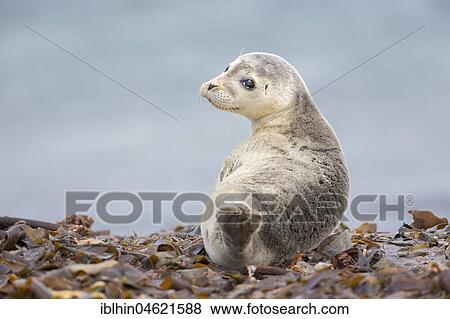 Harbor seal (Phoca vitulina) Young animal, Schleswig-Holstein, Helgoland, Germany, Europe View Large Photo Image Stock Photo - Harbor seal (Phoca vitulina) Young animal, Schleswig-Holstein, Helgoland, Germany, Europe. Fotosearch