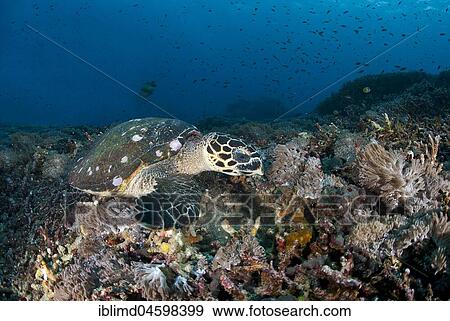 Hawksbill sea turtle (Eretmochelys imbricata), on forage over coral reef, Nusa Penida, Nusa Lembongan, Bali, Indonesia, Asia View Large Photo Image Stock Photo - Hawksbill sea turtle (Eretmochelys imbricata), on forage over coral reef, Nusa Penida, Nusa Lembongan, Bali, Indonesia, Asia. Fotosearch