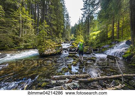 Stock Photograph - Hiker walking along a river, Untertalbach, Rohrmoos-Untertal, Schladming Tauern, Styria, Austria, Europe. Fotosearch