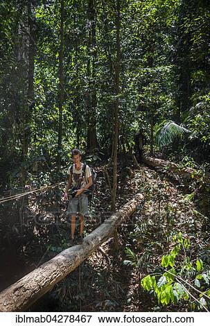 Stock Photo - Hiker, young man balancing on tree trunk in jungle, Kuala Tahan, Taman Negara, Malaysia, Asia. Fotosearch