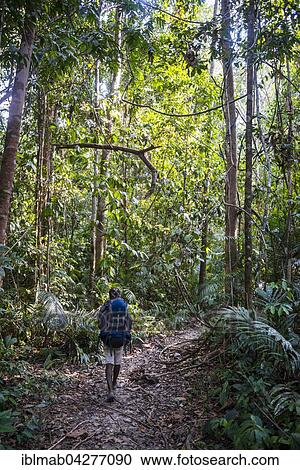 Hikers, man walking on jungle trail, Kuala Tahan, Taman Negara, Malaysia, Asia View Large Photo Image Stock Image - Hikers, man walking on jungle trail, Kuala Tahan, Taman Negara, Malaysia, Asia. Fotosearch