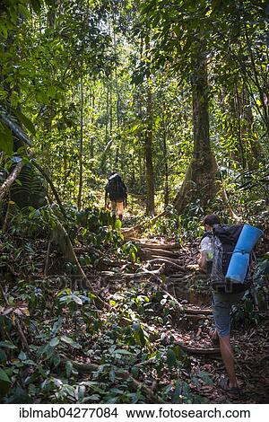 Hikers, young man walking on jungle trail, Kuala Tahan, Taman Negara, Malaysia, Asia View Large Photo Image Picture - Hikers, young man walking on jungle trail, Kuala Tahan, Taman Negara, Malaysia, Asia. Fotosearch