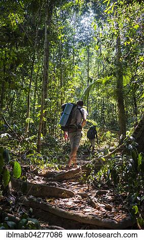 Stock Photograph - Hikers, young man walking on jungle trail, Kuala Tahan, Taman Negara, Malaysia, Asia. Fotosearch