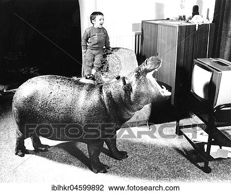 Stock Image - Hippopotamus watching TV, England, Great Britain. Fotosearch