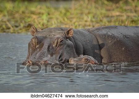 Hippos (Hippopotamus amphibius), dam with newborn calf in water, Moremi Wildlife Reserve, Chobe District, Botswana, Africa View Large Photo Image Picture - Hippos (Hippopotamus amphibius), dam with newborn calf in water, Moremi Wildlife Reserve, Chobe District, Botswana, Africa. Fotosearch