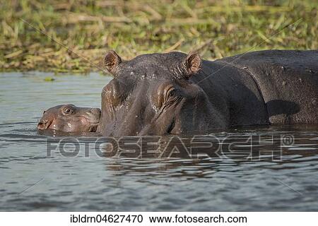 Hippos (Hippopotamus amphibius), dam with newborn calf in water, Moremi Wildlife Reserve, Chobe District, Botswana, Africa View Large Photo Image Stock Image - Hippos (Hippopotamus amphibius), dam with newborn calf in water, Moremi Wildlife Reserve, Chobe District, Botswana, Africa. Fotosearch