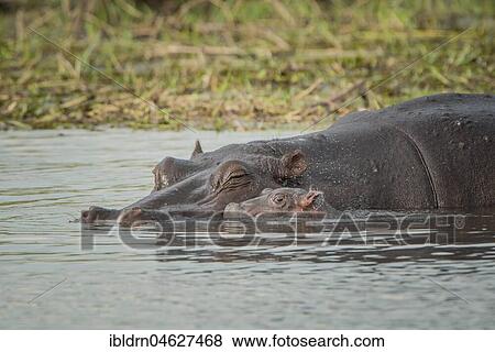 Stock Photo - Hippos (Hippopotamus amphibius), dam with newborn calf in water, Moremi Wildlife Reserve, Chobe District, Botswana, Africa. Fotosearch