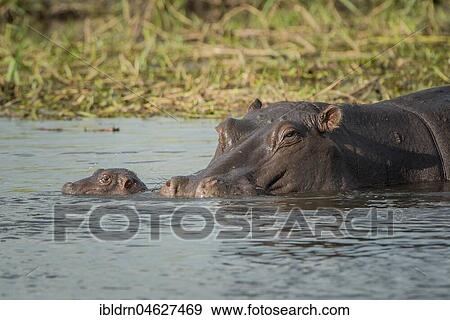Hippos (Hippopotamus amphibius), dam with newborn calf in water, Moremi Wildlife Reserve, Chobe District, Botswana, Africa View Large Photo Image Stock Photo - Hippos (Hippopotamus amphibius), dam with newborn calf in water, Moremi Wildlife Reserve, Chobe District, Botswana, Africa. Fotosearch