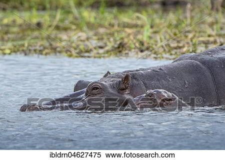 Hippos (Hippopotamus amphibius), dam with newborn calf in water, Moremi Wildlife Reserve, Chobe District, Botswana, Africa View Large Photo Image Stock Photography - Hippos (Hippopotamus amphibius), dam with newborn calf in water, Moremi Wildlife Reserve, Chobe District, Botswana, Africa. Fotosearch