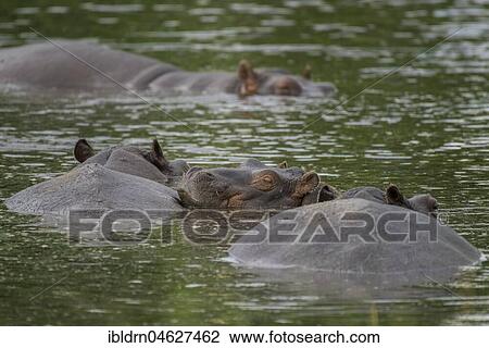 Stock Image - Hippos (Hippopotamus amphibius), Old animals with young in water, Moremi Wildlife Reserve, Chobe District, Botswana; Africa. Fotosearch