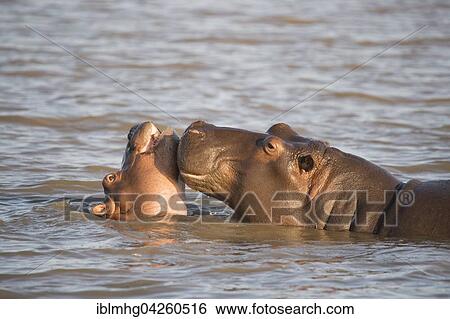 Hippos (Hippopotamus amphibius), playing young, iSimangaliso Wetland Park, South Africa, Africa View Large Photo Image Stock Photograph - Hippos (Hippopotamus amphibius), playing young, iSimangaliso Wetland Park, South Africa, Africa. Fotosearch