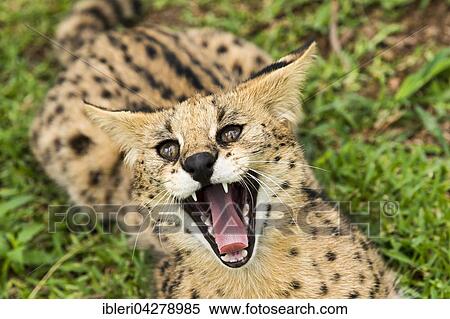 Hissing serval (Leptailurus serval), age 2 years, captive View Large Photo Image Stock Photography - Hissing serval (Leptailurus serval), age 2 years, captive. Fotosearch