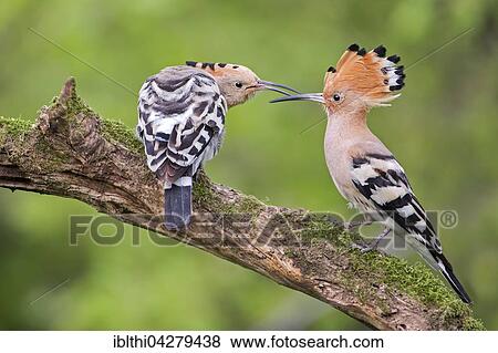 Hoopoe (Upupa epops) pair, courtship, male, female, Tuscany, Italy, Europe View Large Photo Image Stock Photo - Hoopoe (Upupa epops) pair, courtship, male, female, Tuscany, Italy, Europe. Fotosearch