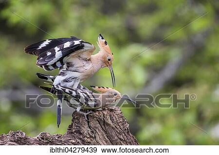 Hoopoe (Upupa epops) pair mating, Tuscany, Italy, Europe View Large Photo Image Stock Photo - Hoopoe (Upupa epops) pair mating, Tuscany, Italy, Europe. Fotosearch