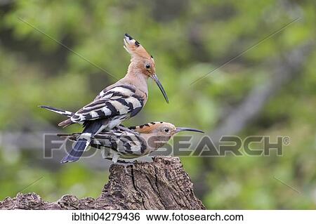 Hoopoe (Upupa epops) pair mating, Tuscany, Italy, Europe View Large Photo Image Stock Photograph - Hoopoe (Upupa epops) pair mating, Tuscany, Italy, Europe. Fotosearch