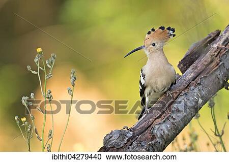 Stock Image - Hoopoe (Upupa epops) sitting on branch, Tuscany, Italy, Europe. Fotosearch