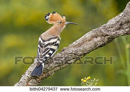 Hoopoe (Upupa epops) sitting on branch, Tuscany, Italy, Europe View Large Photo Image Stock Photo - Hoopoe (Upupa epops) sitting on branch, Tuscany, Italy, Europe. Fotosearch