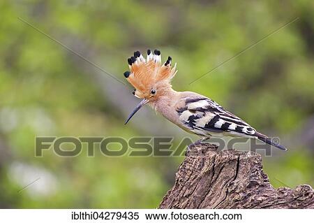 Hoopoe (Upupa epops) with raised crest, Tuscany, Italy, Europe View Large Photo Image Stock Photography - Hoopoe (Upupa epops) with raised crest, Tuscany, Italy, Europe. Fotosearch