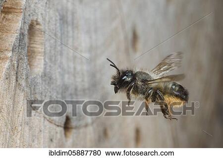 Stock Image - Horned mason bee (Osima cornuta) approaching the nest tube. Bielefeld, North Rhine-Westphalia. Fotosearch