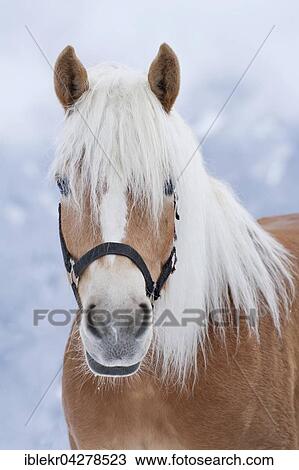 Stock Image - Horse (Equus ferus caballus), Haflinger, portrait. Fotosearch