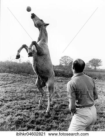 Horse on header, England, Great Britain View Large Photo Image Stock Image - Horse on header, England, Great Britain. Fotosearch