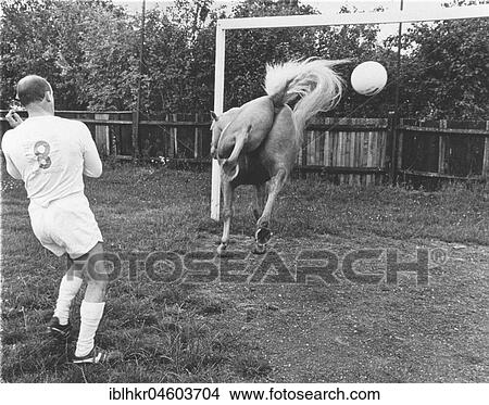 Horse plays football, England, Great Britain View Large Photo Image Picture - Horse plays football, England, Great Britain. Fotosearch