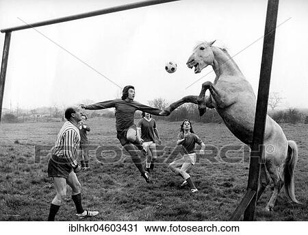 Stock Image - Horse plays football with men, England, Great Britain. Fotosearch
