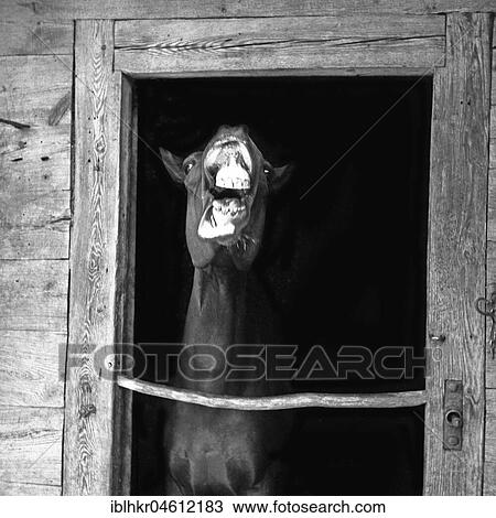 Horse with open mouth in a stable, around Freiburg ca. 1945 to 1955 View Large Photo Image Stock Image - Horse with open mouth in a stable, around Freiburg ca. 1945 to 1955. Fotosearch