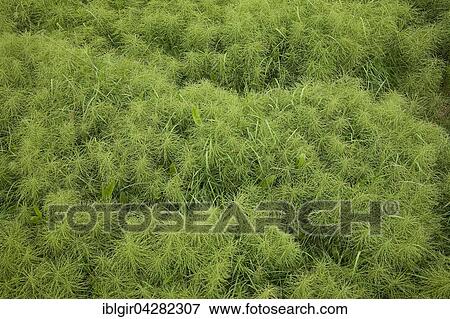 Stock Photo - Horsetail, also snakegrass or puzzlegrass (Equisetum sp. ), Iceland, Europe. Fotosearch