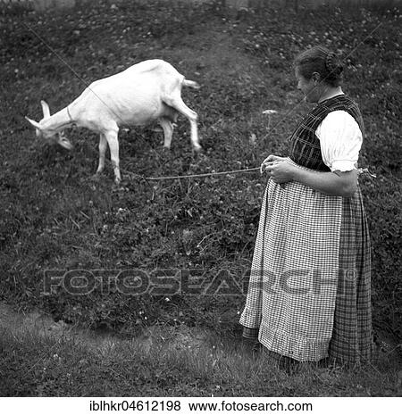 Stock Photo - Housewife lets a goat graze on a leash, ca. 1945 to 1955, near Freiburg, Germany, Europe. Fotosearch