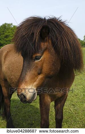 Iceland horse, gelding portrait, horse breed pony Iceland, Iceland Pony, Icelanders (Equus przewalskii f. Caballus) View Large Photo Image Stock Photo - Iceland horse, gelding portrait, horse breed pony Iceland, Iceland Pony, Icelanders (Equus przewalskii f. Caballus). Fotosearch