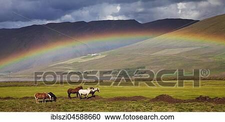 Icelandic horses (Equus ferus caballus) in grass landscape with rainbow, Blöndudalur, Iceland, Europe View Large Photo Image Stock Image - Icelandic horses (Equus ferus caballus) in grass landscape with rainbow, Blöndudalur, Iceland, Europe. Fotosearch
