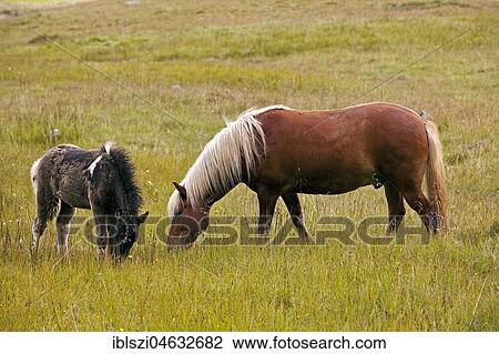 Icelandic horses (Equus ferus caballus), mare and foal grazing, Seydisfjördur, Iceland, Europe View Large Photo Image Stock Image - Icelandic horses (Equus ferus caballus), mare and foal grazing, Seydisfjördur, Iceland, Europe. Fotosearch