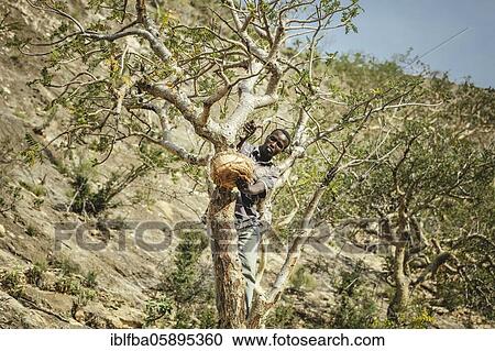 Incense farmer Mohammed harvesting incense in Doonyaha, Sanaag, Somaliland View Large Photo Image Stock Image - Incense farmer Mohammed harvesting incense in Doonyaha, Sanaag, Somaliland. Fotosearch